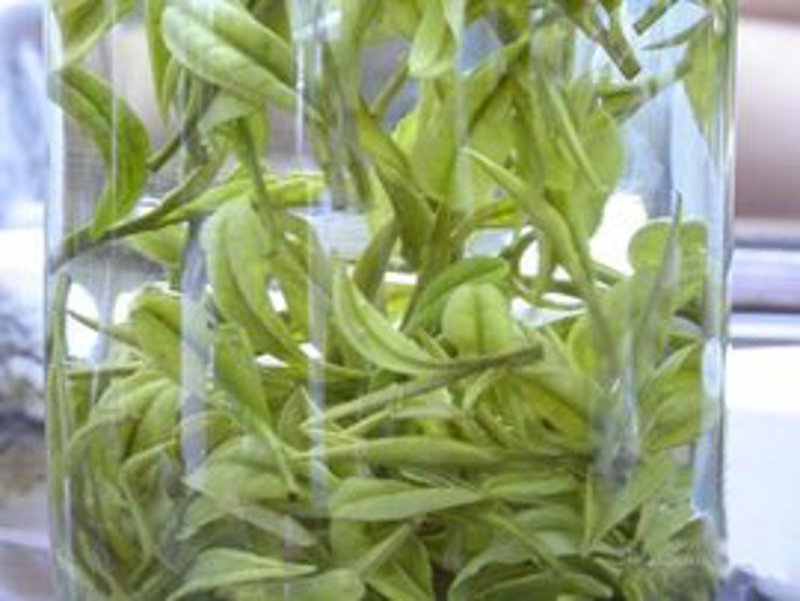 清香茶业引领茗香新风潮